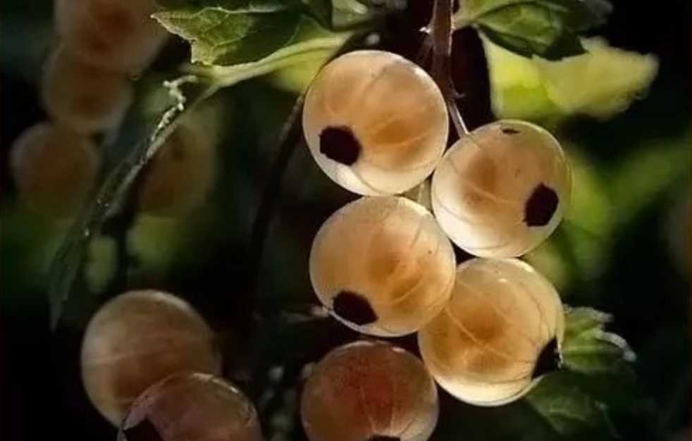 The Enchanting Gooseberry: A Tart Treasure of the Botanical World