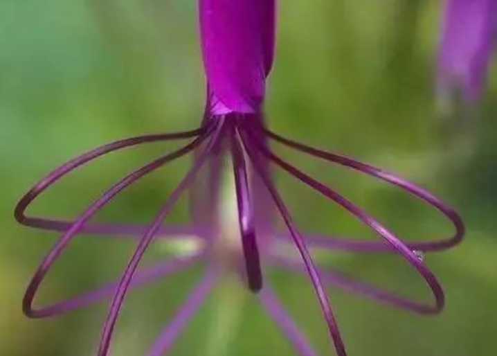 The Alluring Purple Spider Flower: A Botanical Marvel